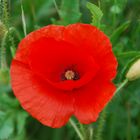 Klatschmohn