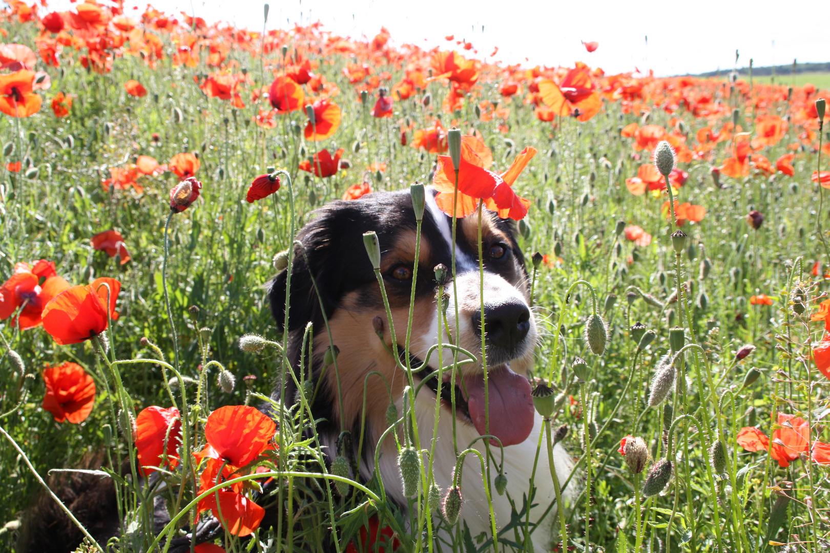 Klatschmohn