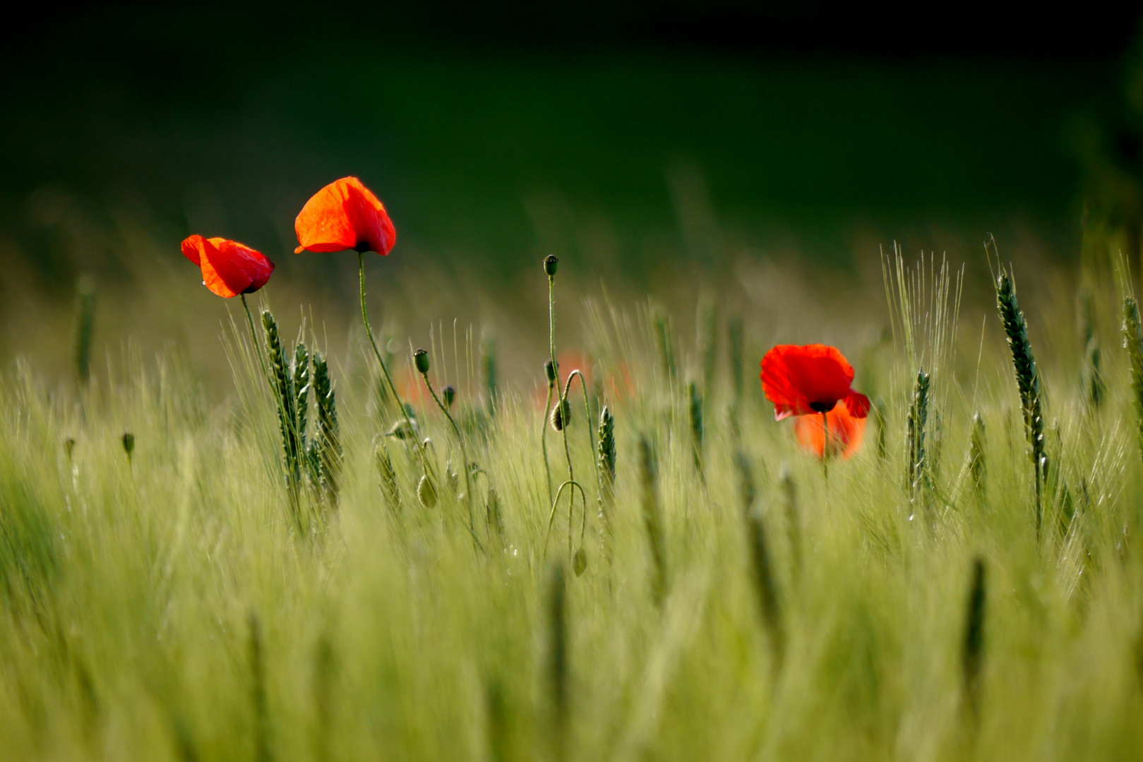 Klatschmohn