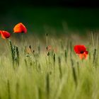 Klatschmohn