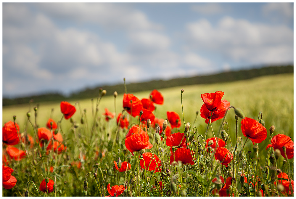 Klatschmohn