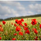 Klatschmohn