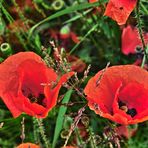 Klatschmohn