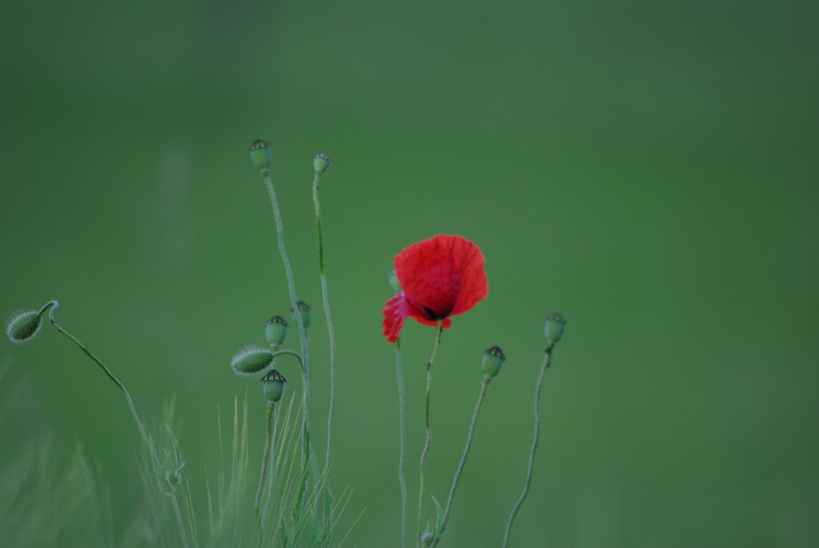 Klatschmohn