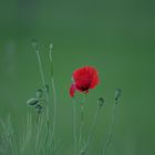 Klatschmohn