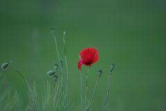 Klatschmohn