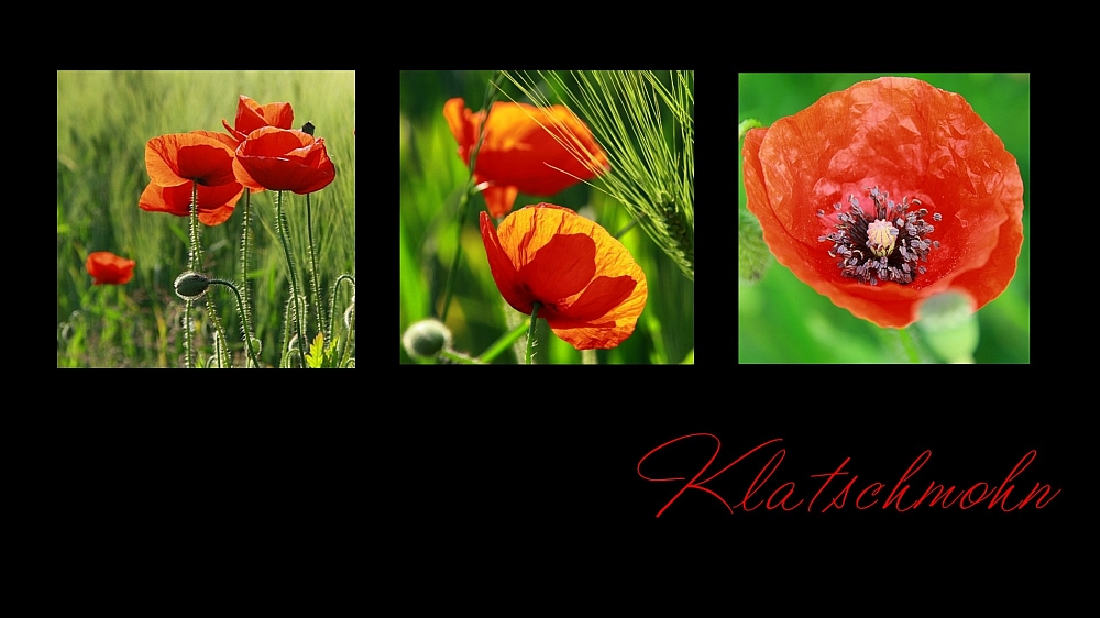 Klatschmohn