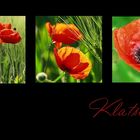 Klatschmohn