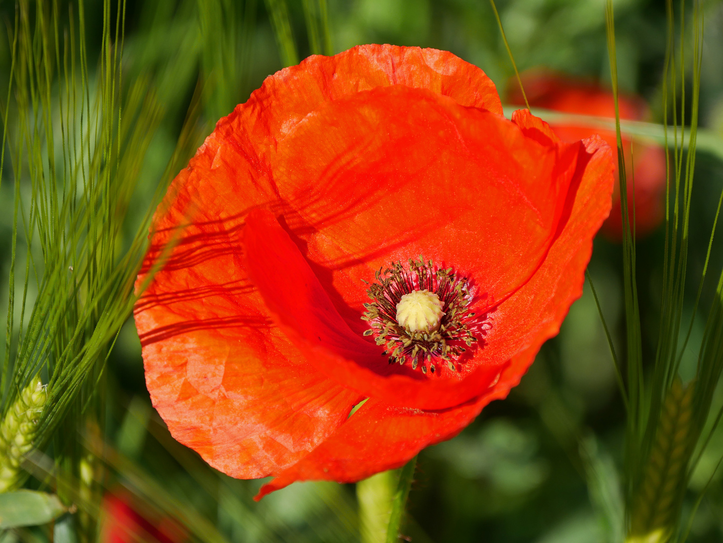 Klatschmohn