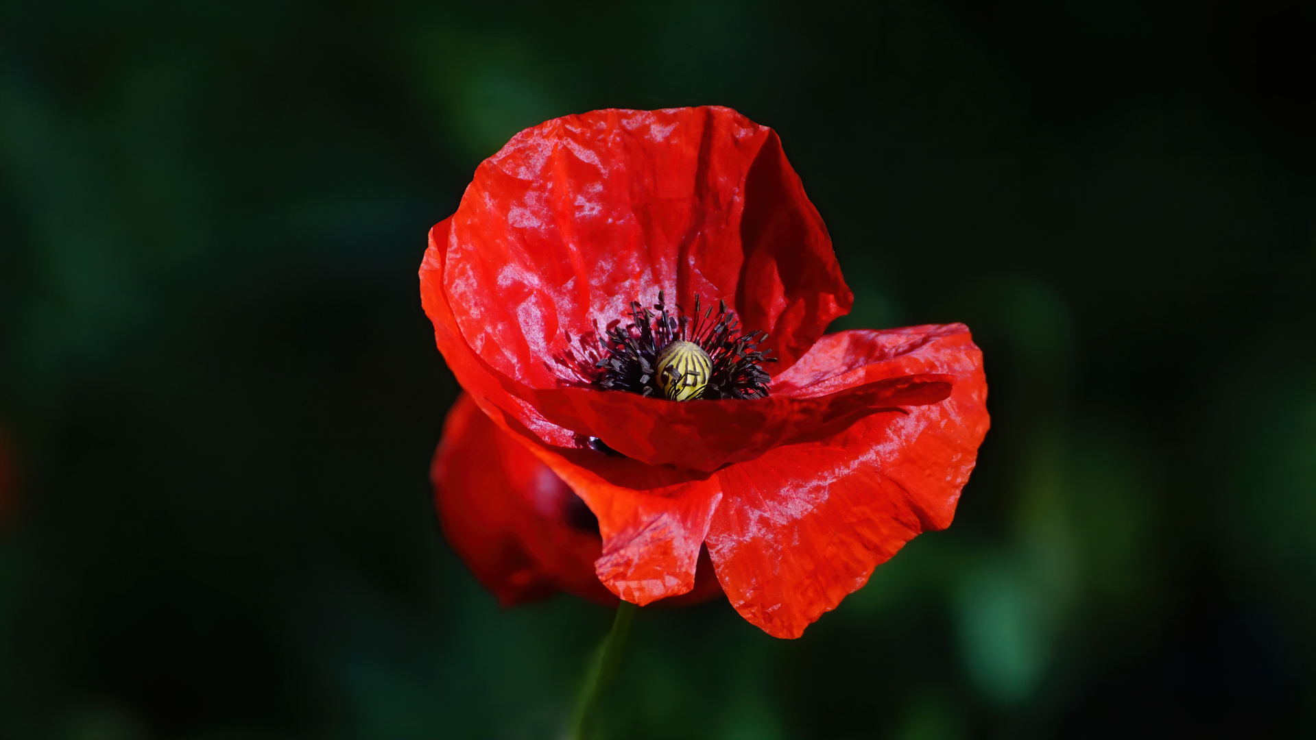 Klatschmohn