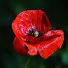 Klatschmohn