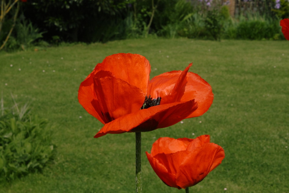 Klatschmohn