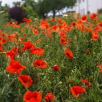 Klatschmohn