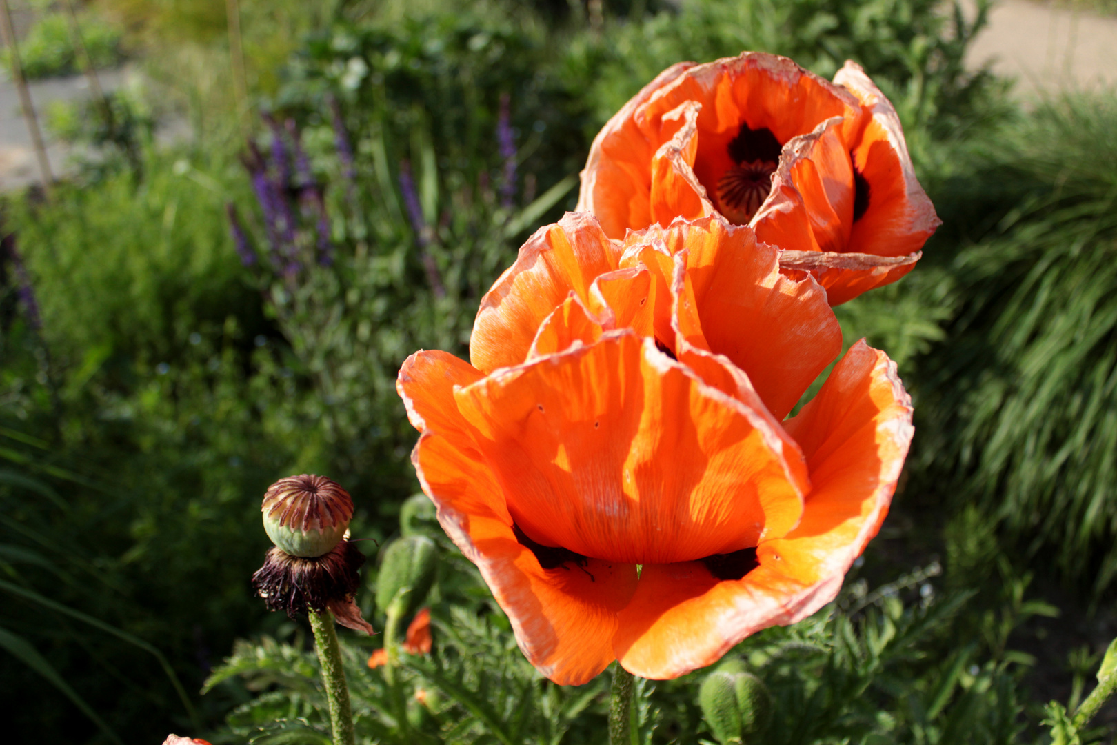 Klatschmohn