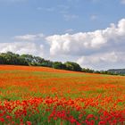 KLATSCHmohn