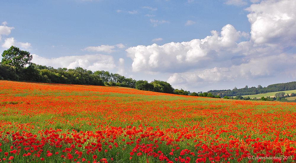 KLATSCHmohn