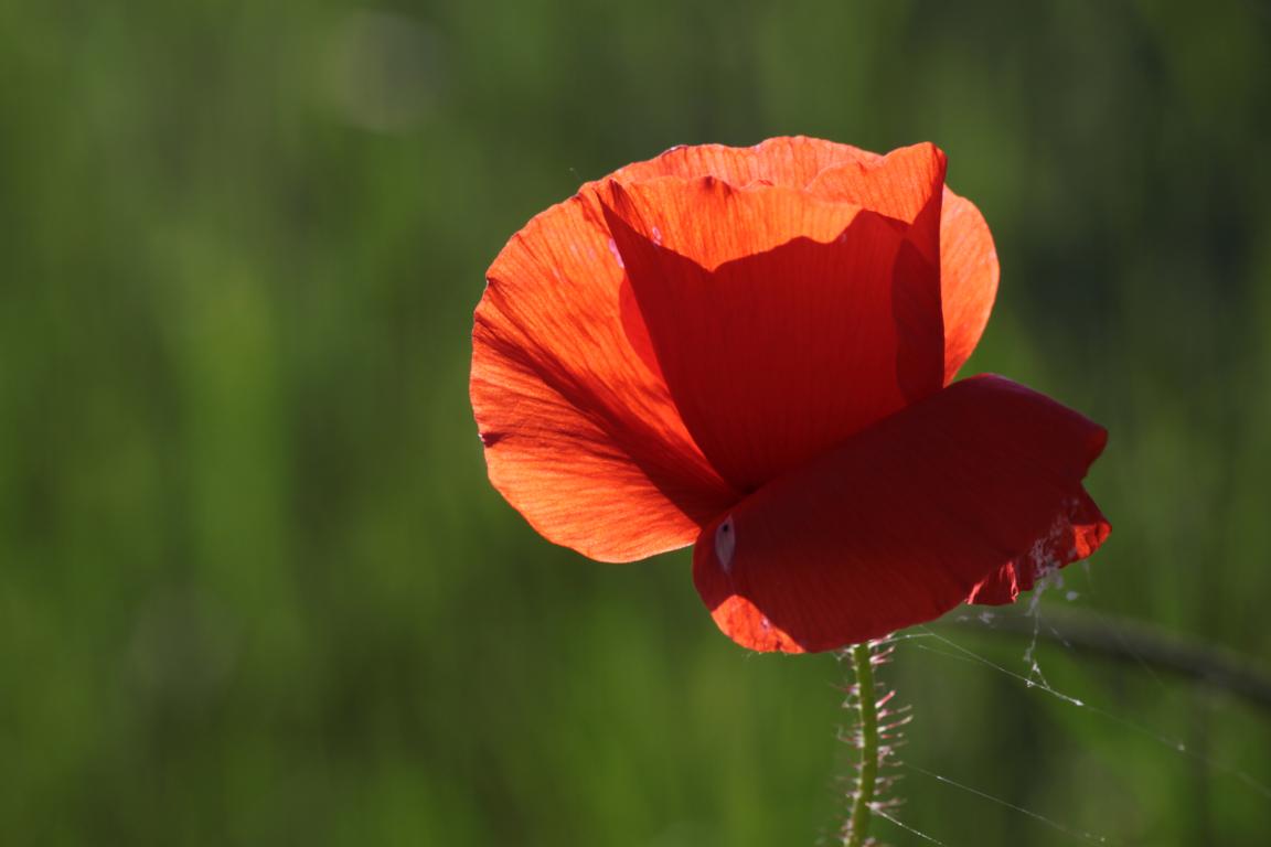 Klatschmohn...