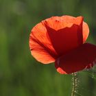 Klatschmohn...