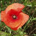 Klatschmohn