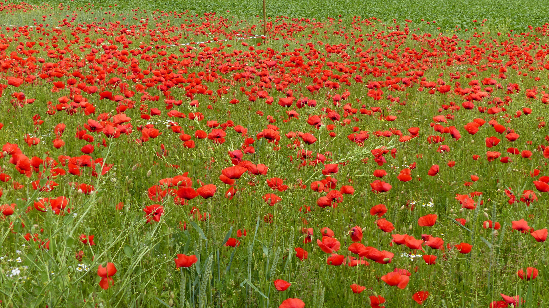 Klatschmohn