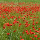 Klatschmohn