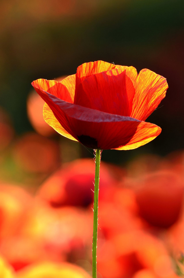 Klatschmohn