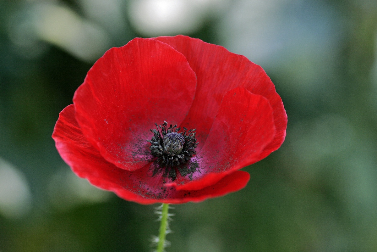 Klatschmohn