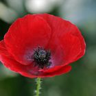 Klatschmohn