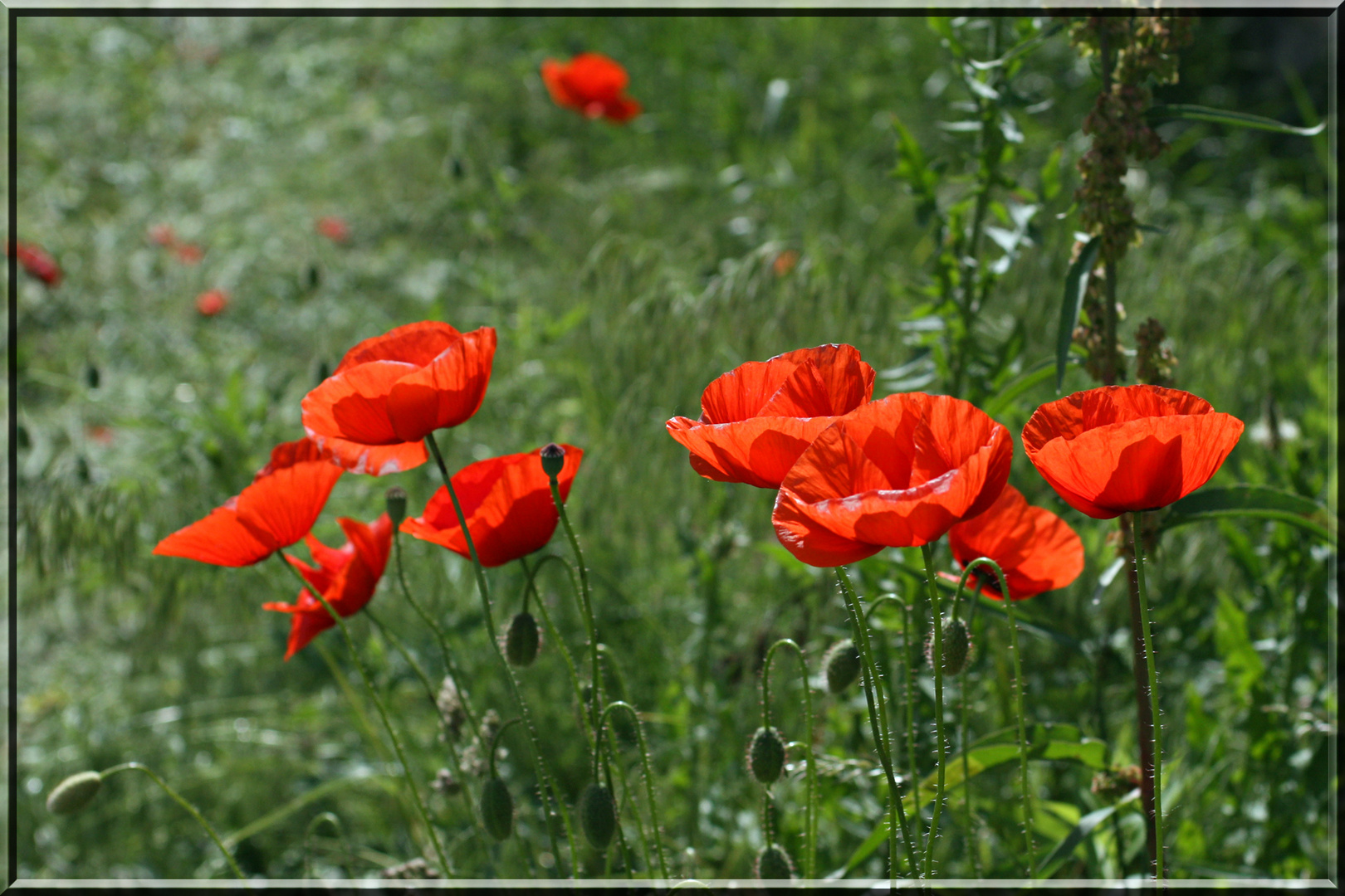 Klatschmohn