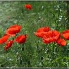 Klatschmohn