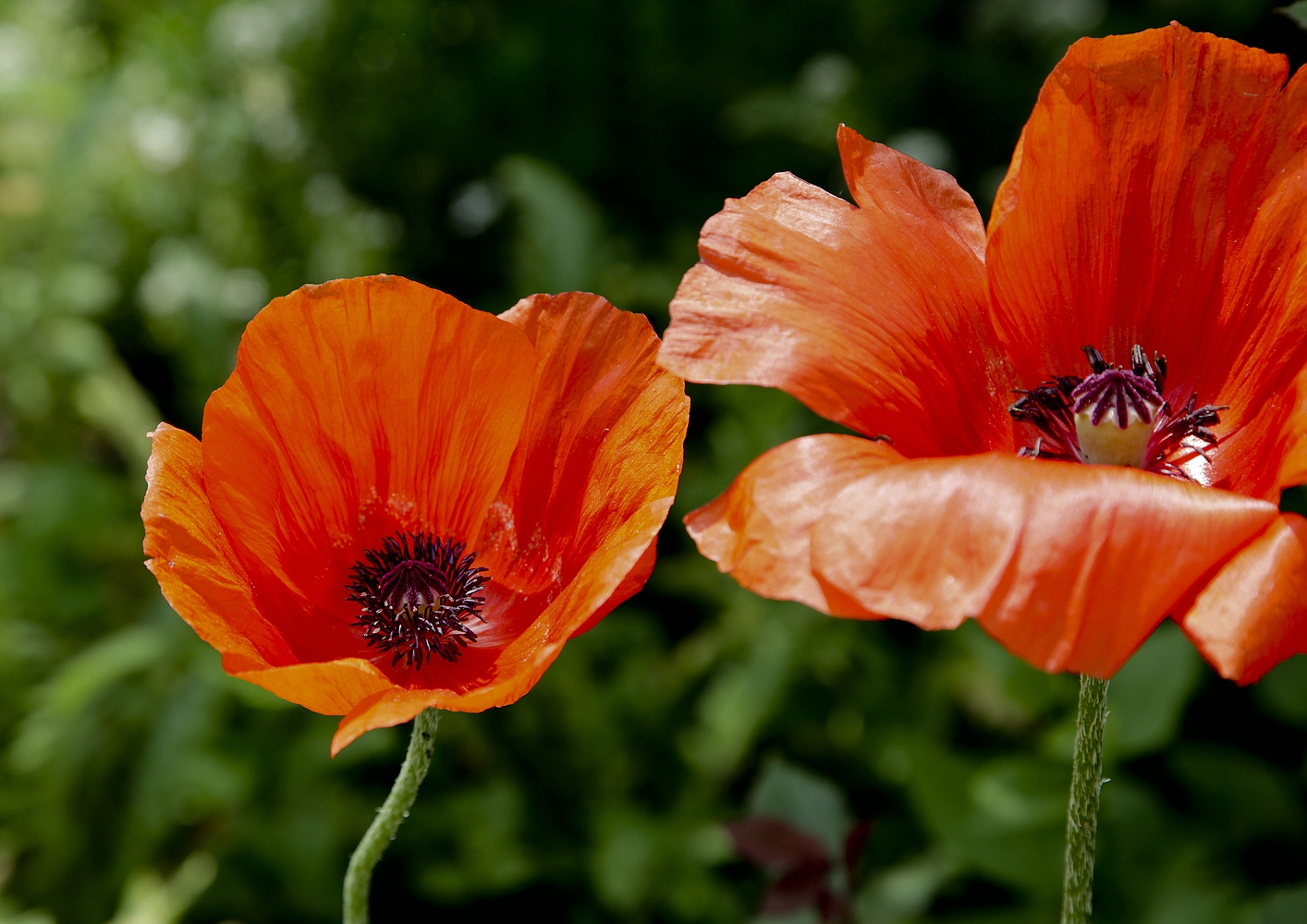 Klatschmohn