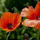 Klatschmohn