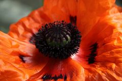 Klatschmohn