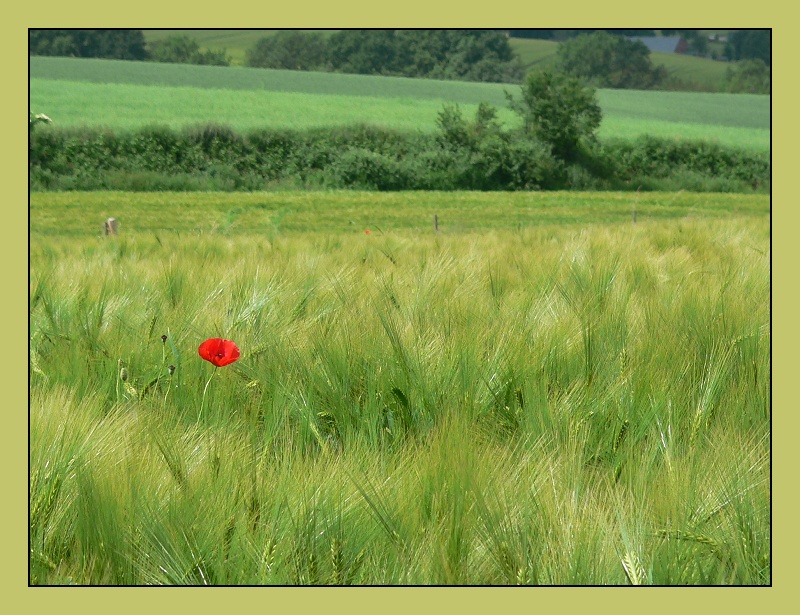 Klatschmohn