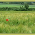 Klatschmohn