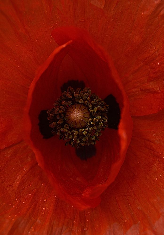 klatschmohn