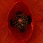 klatschmohn