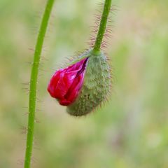 Klatschmohn