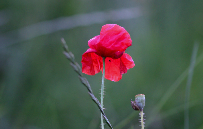 Klatschmohn