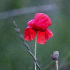 Klatschmohn