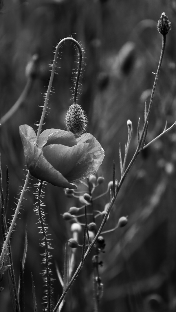 - Klatschmohn - 