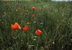 Klatschmohn