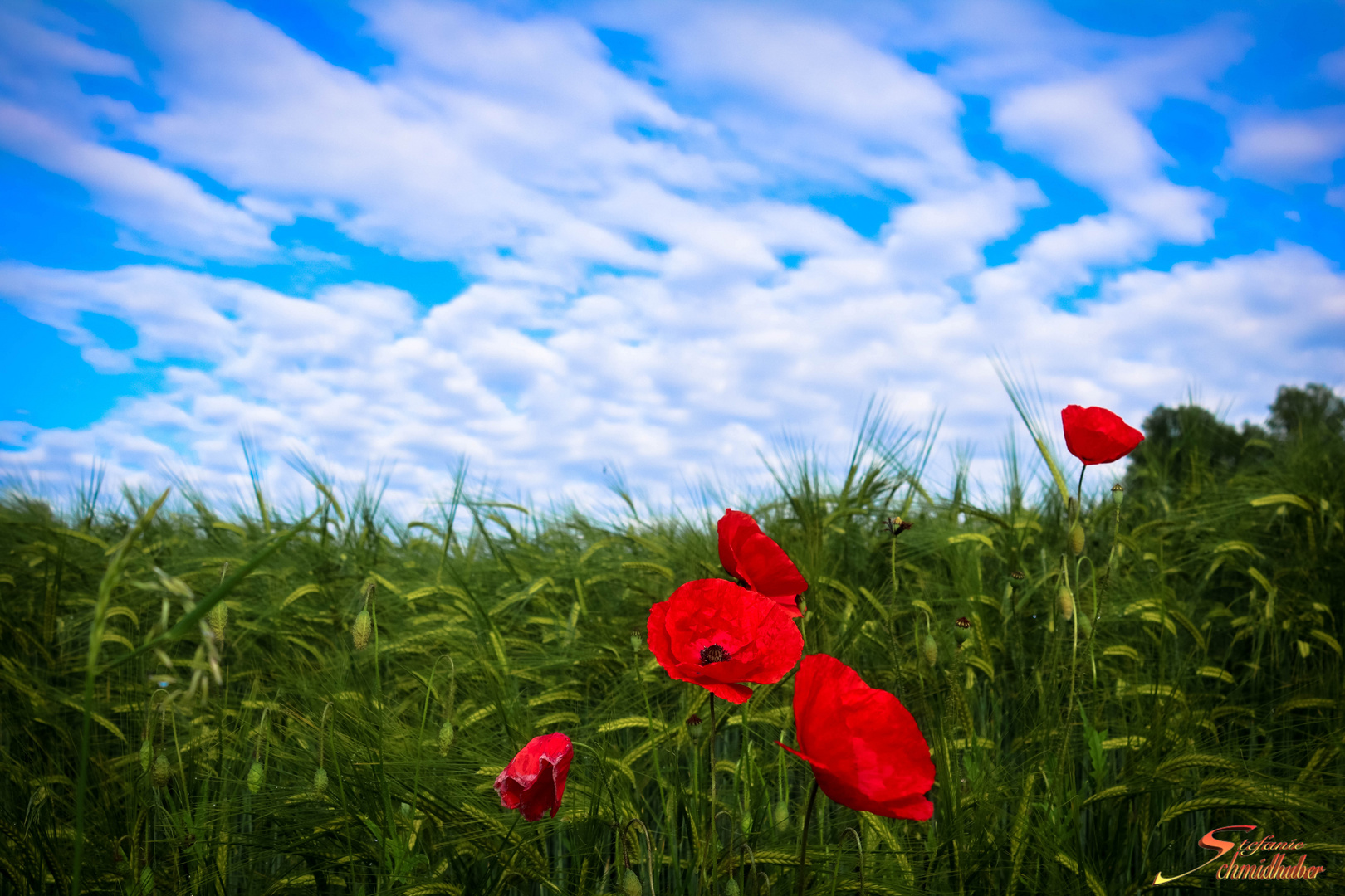 Klatschmohn