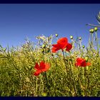 Klatschmohn