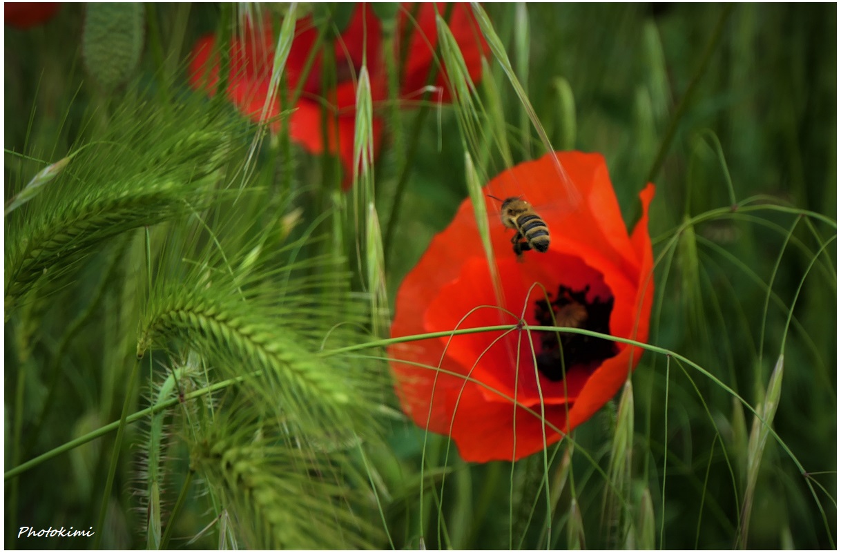 Klatschmohn