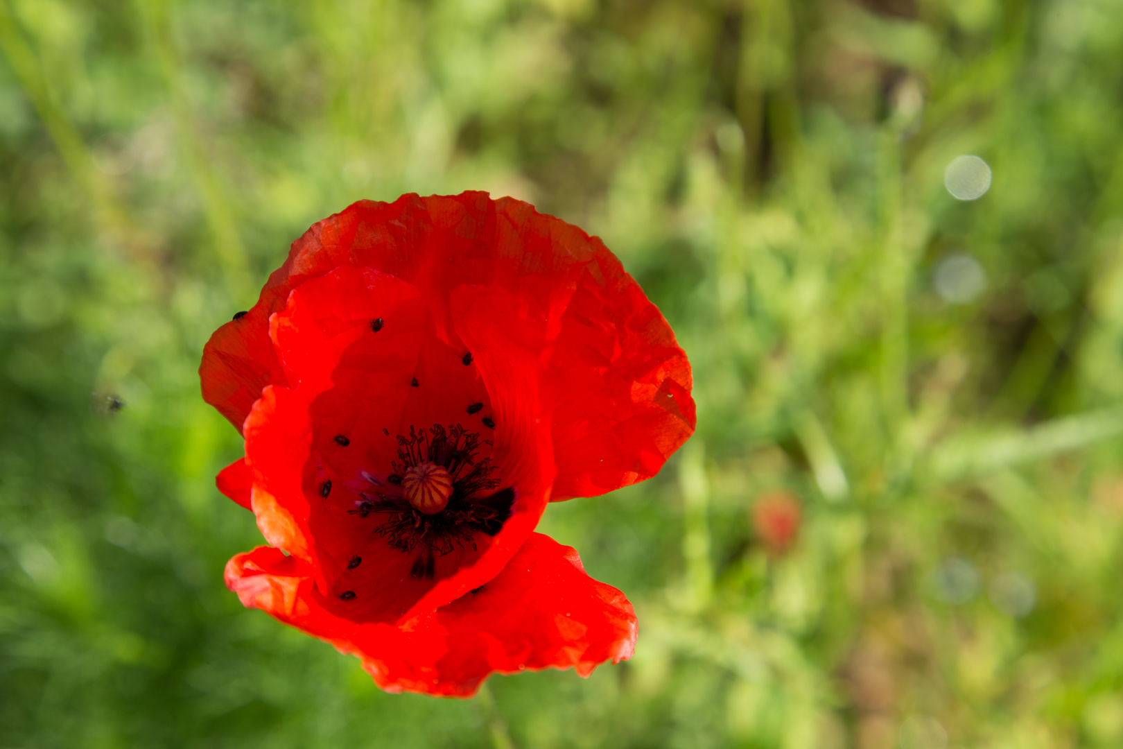 Klatschmohn