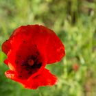 Klatschmohn