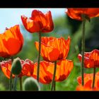 Klatschmohn