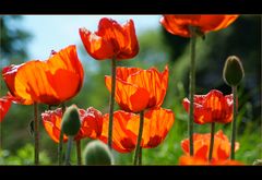 Klatschmohn