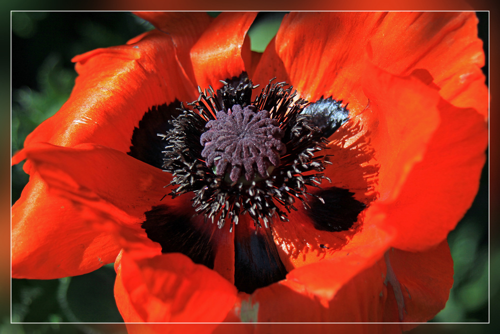 Klatschmohn